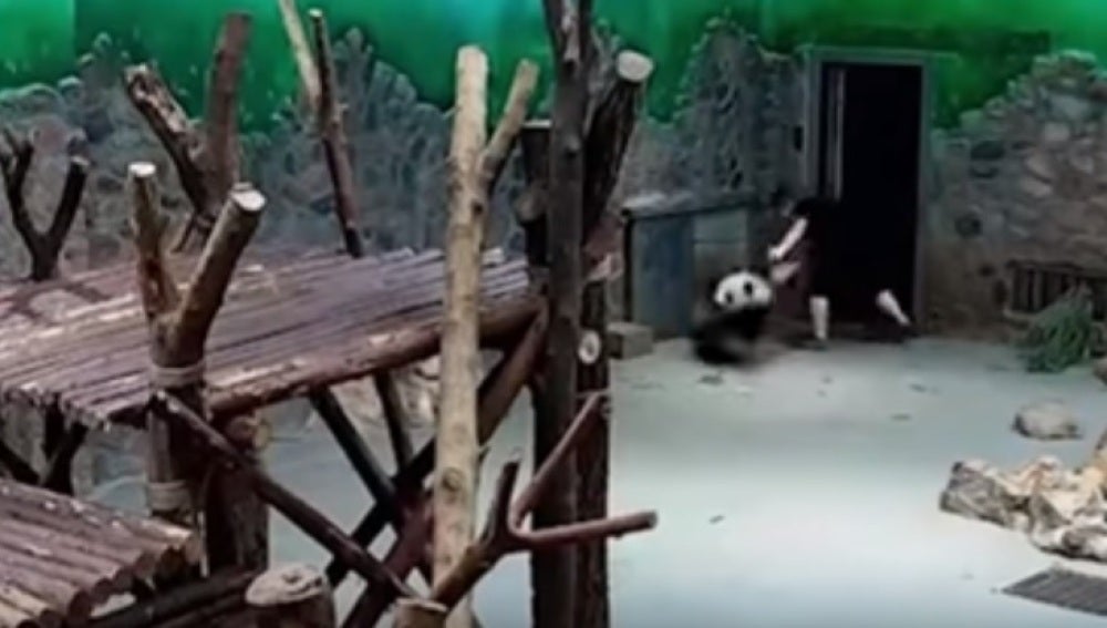 Acusan de maltrato a los cuidadores de un centro de cría de osos panda
