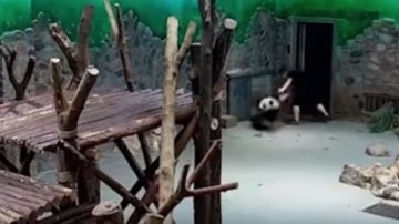 Acusan de maltrato a los cuidadores de un centro de cría de osos panda