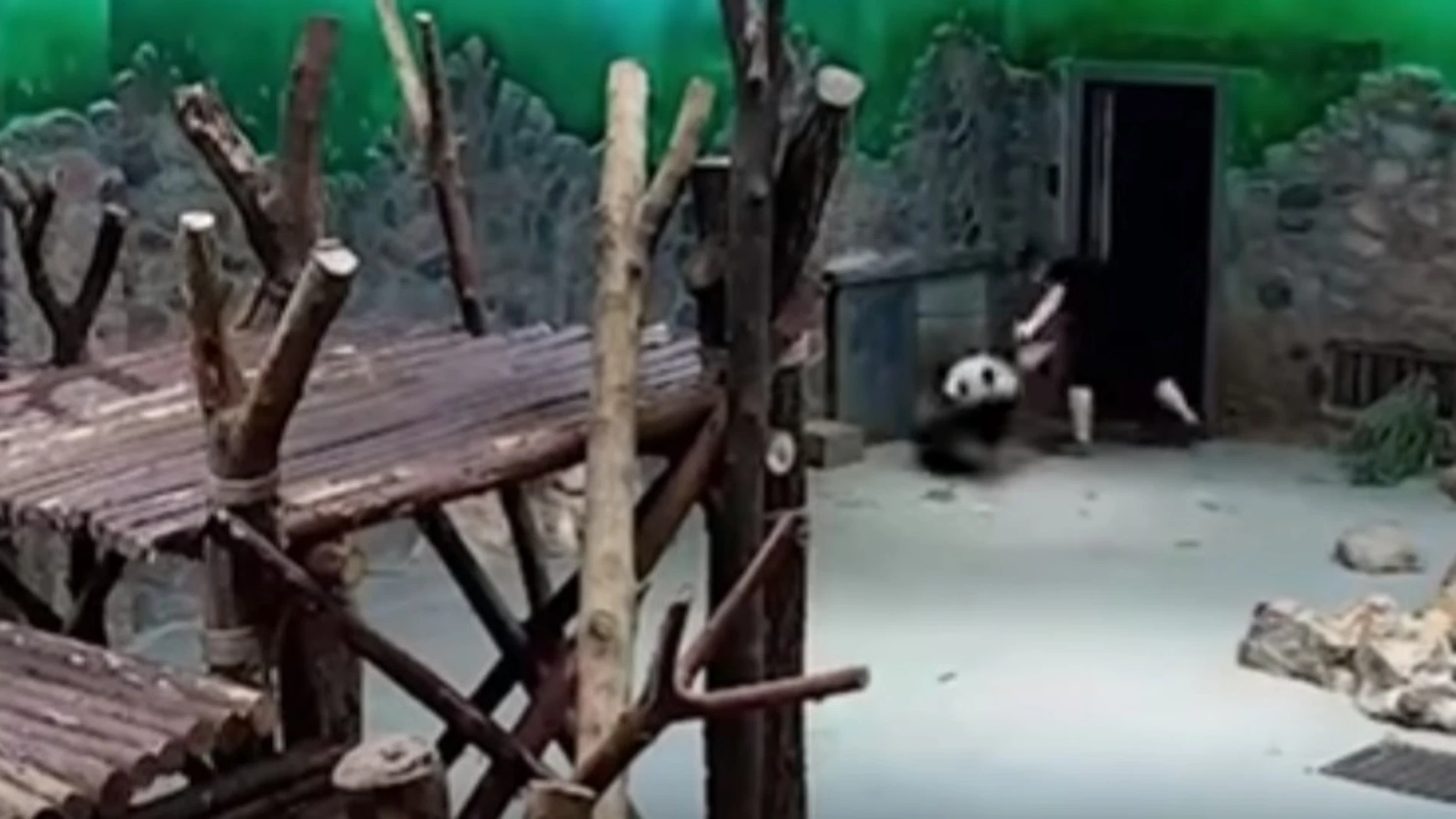 Acusan de maltrato a los cuidadores de un centro de cría de osos panda Acusan de maltrato a los cuidadores de un centro de cría de osos panda
