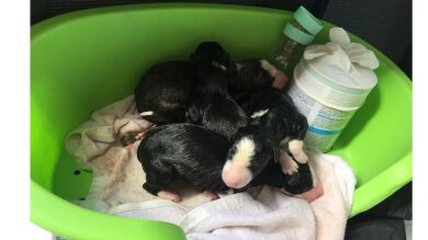 Encuentran once cachorros de galgo en un contenedor aunque solo tres logran sobrevivir