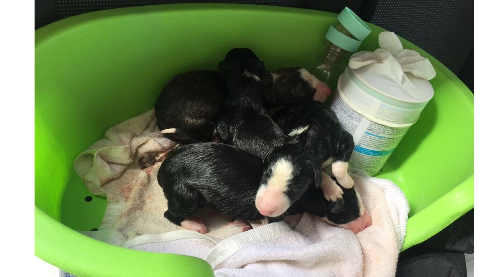 Los cachorros abandonados