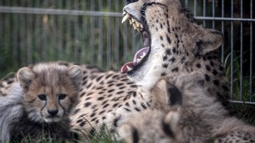 Nuevas crías de guepardo en el zoo de Praga (31/07/2017)