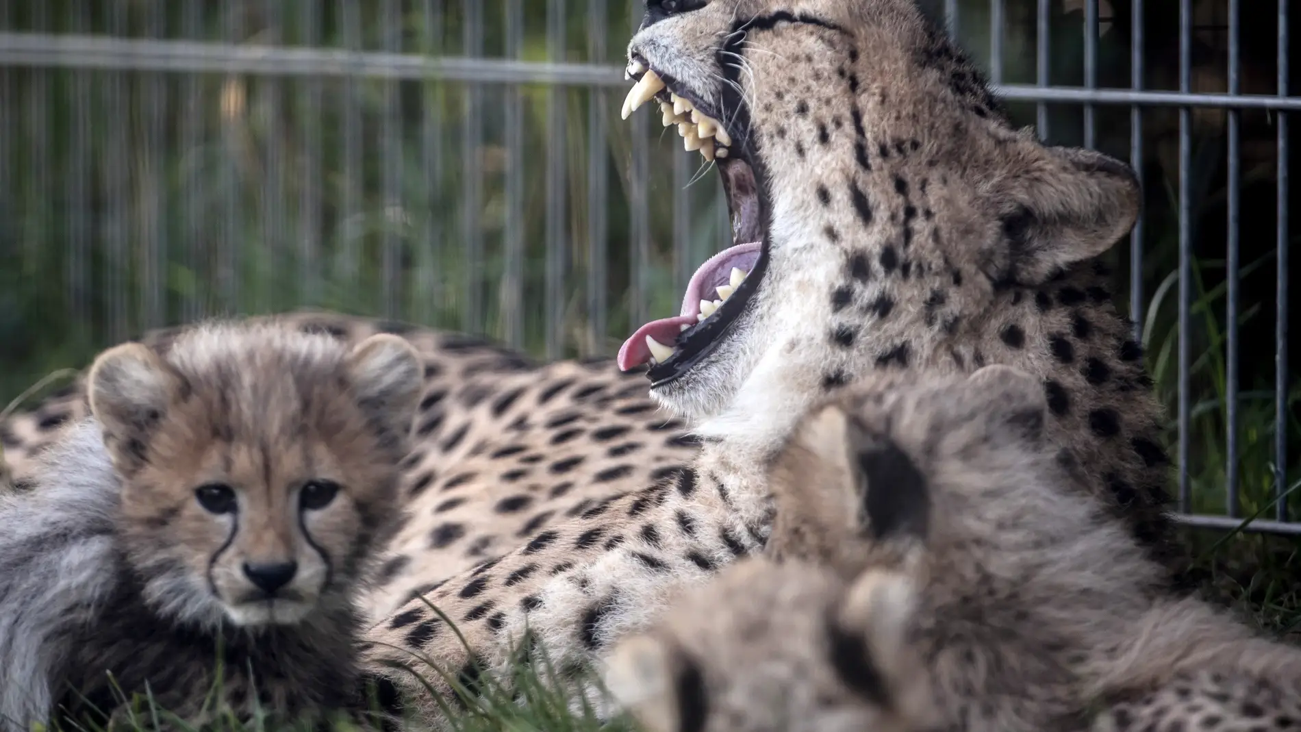 Nuevas crías de guepardo en el zoo de Praga (31/07/2017)