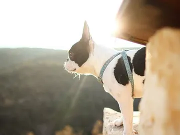 Un bulldog francés Un bulldog francés