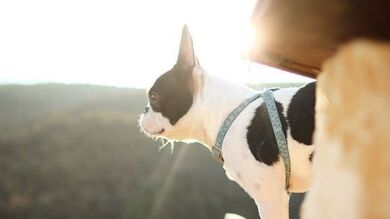 Un perro salva la vida de dos niñas que habían sido alcanzadas por un rayo