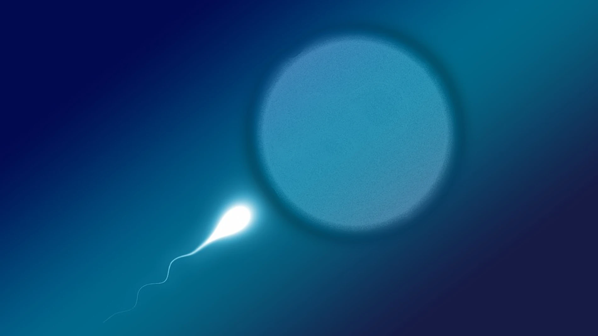 Imagen de esperma Imagen de esperma