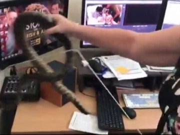 Encuentra una serpiente en su mesa de trabajo Encuentra una serpiente en su mesa de trabajo