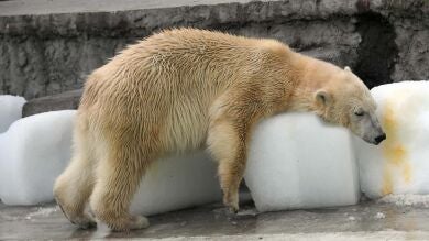 Un oso polar pasa los días pegado a un bloque de hielo en el zoo de Budapest para sobrevivir al calor de agosto
