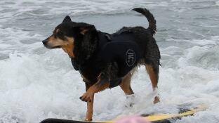 Competici&oacute;n mundial de surf para perros