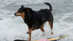 Competición mundial de surf para perros Competición mundial de surf para perros