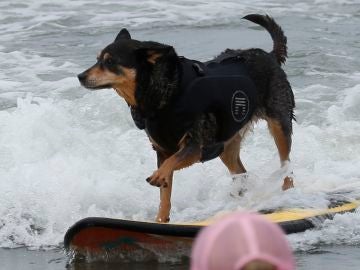 Competición mundial de surf para perros