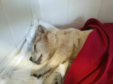Vida, la perra abandonada Vida, la perra abandonada