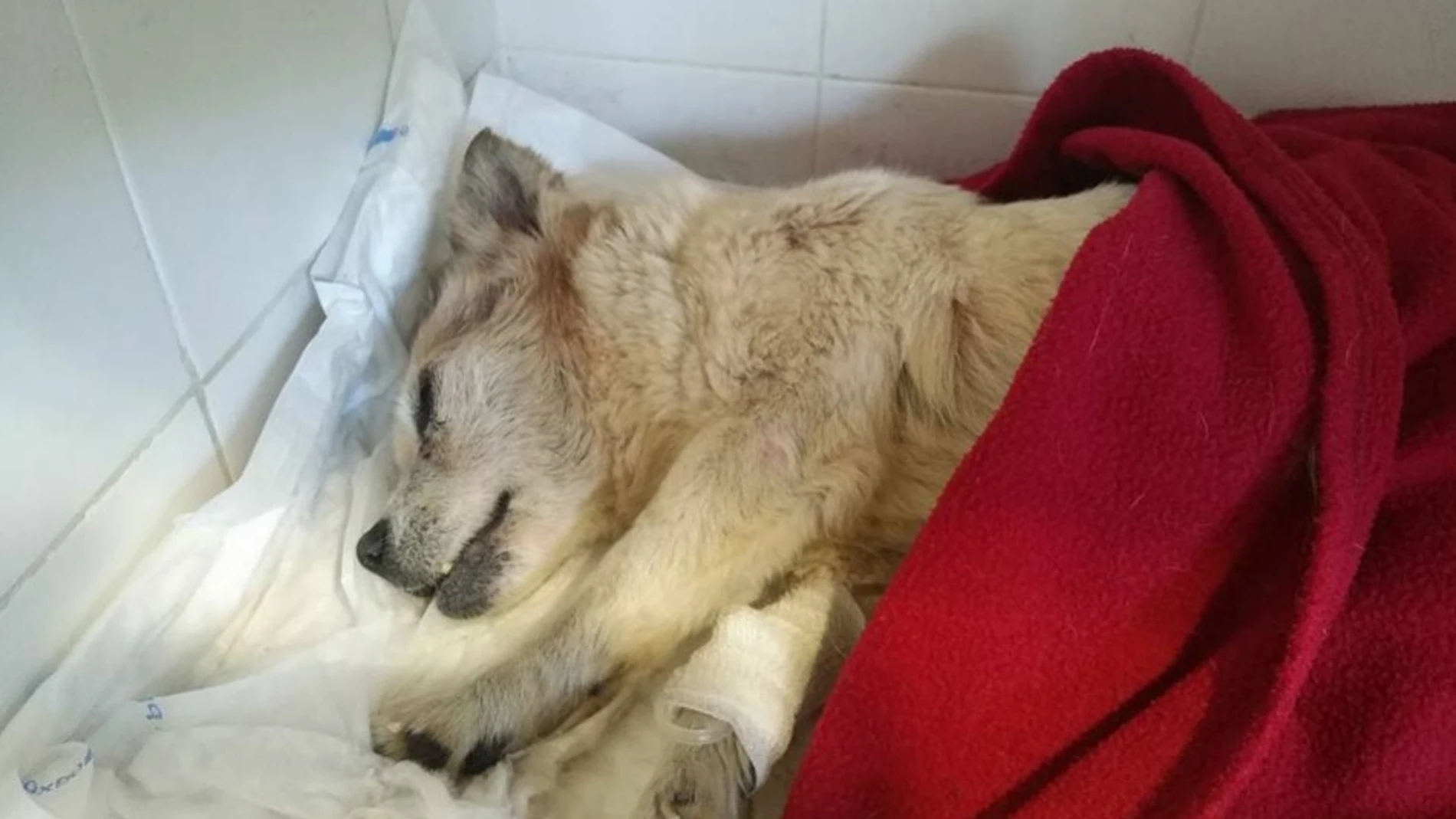 Vida, la perra abandonada Vida, la perra abandonada