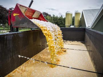 Una máquina transporta unos huevos contaminados para desecharlos en una granja avícola de Onstwedde (Holanda)