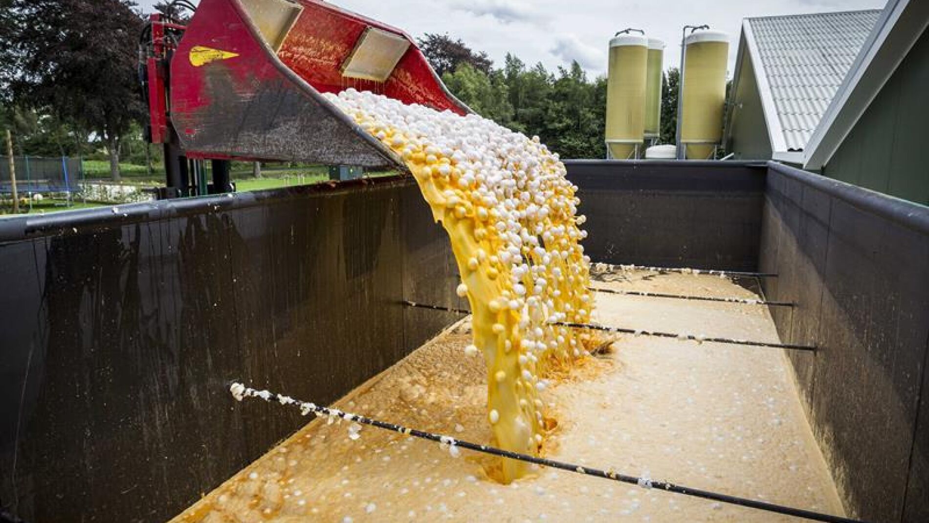Una m&aacute;quina transporta unos huevos contaminados para desecharlos en una granja av&iacute;cola de Onstwedde (Holanda)