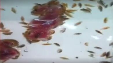 Resuelven el misterio de las criaturas marinas que comen carne humana y sembraron el pánico en Australia