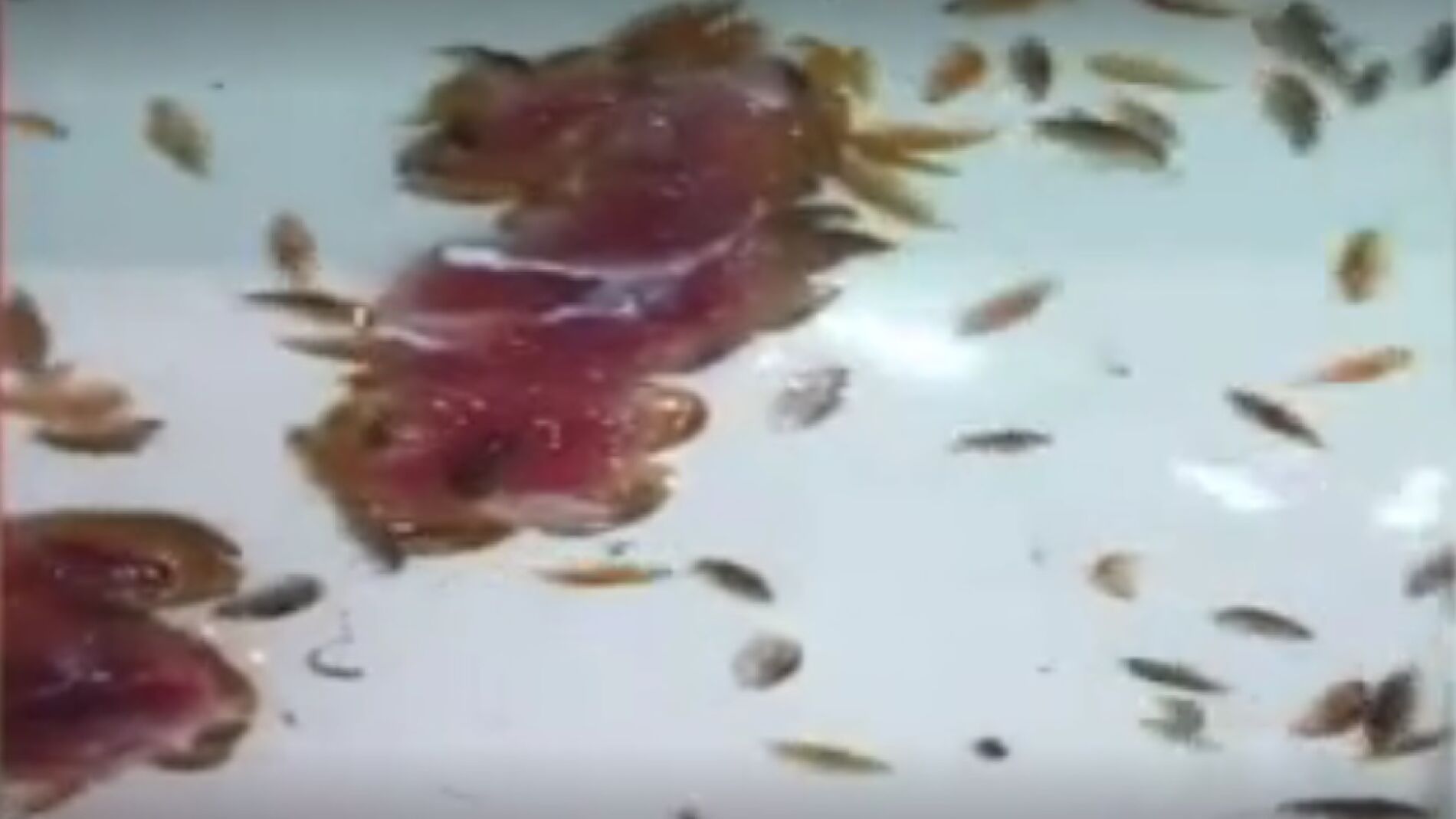 Piojos de mar comiendo carne