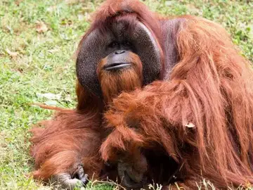 El orangután Chantek El orangután Chantek