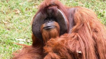 El orangután Chantek