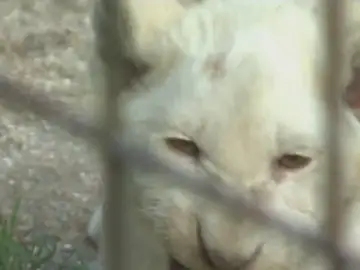 Nacen cinco cachorros de león blanco en un zoo de la República Checa Nacen cinco cachorros de león blanco en un zoo de la República Checa
