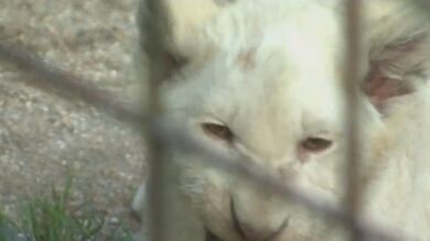 Nacen cinco cachorros de león blanco en un zoo de la República Checa