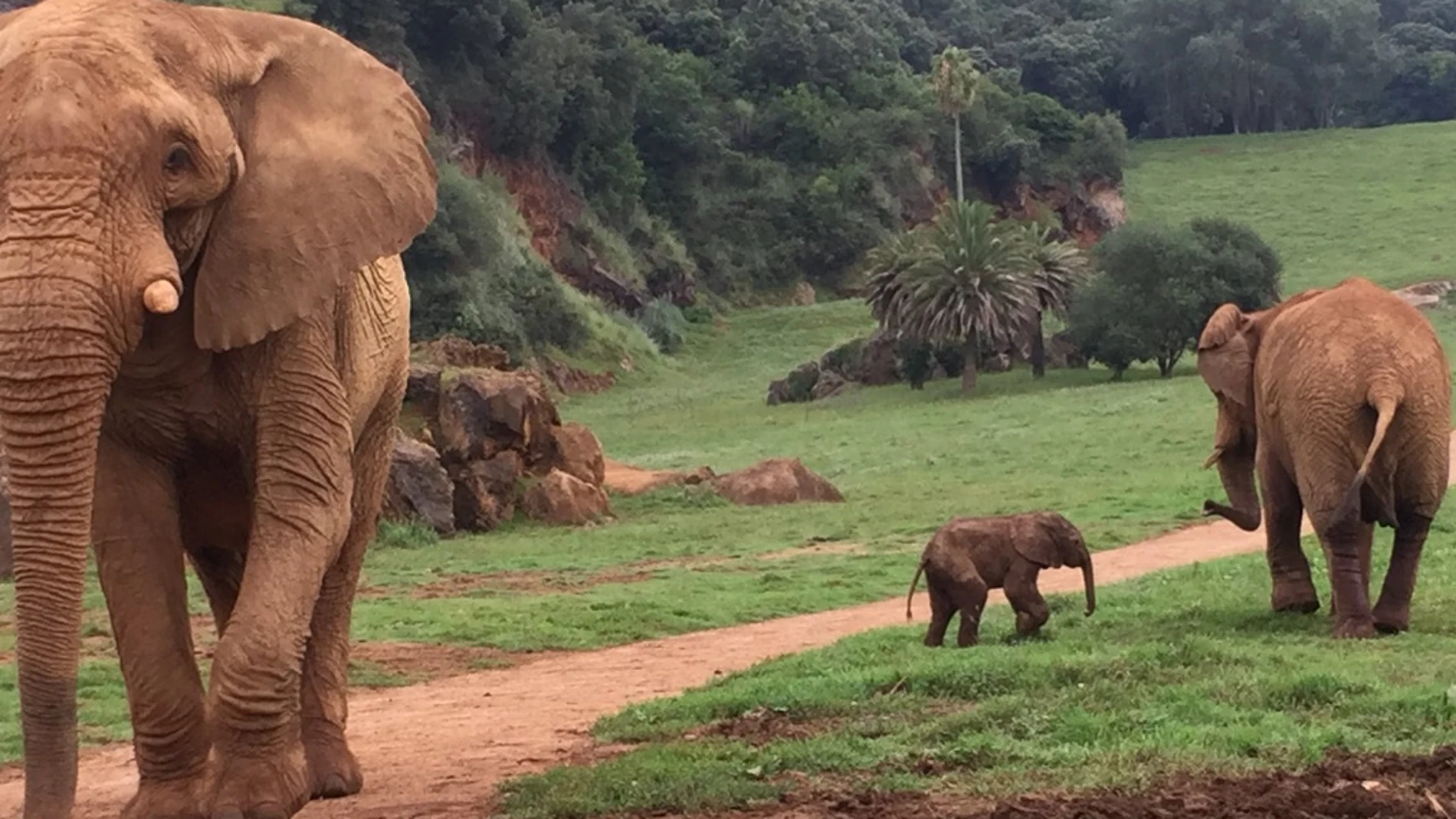 Cría de elefante en Cabárceno Cría de elefante en Cabárceno