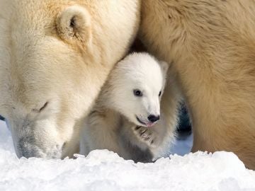 Cachorro de oso polar Mishka en el parque temático Sea World en la Costa de Oro en Queensland (09/08/2017)