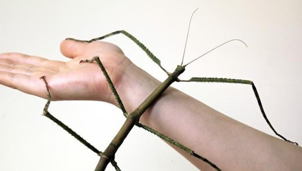 La madre (que llegó a medir 62,4 centímetros) del insecto palo más grande del mundo