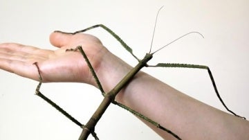 La madre (que llegó a medir 62,4 centímetros) del insecto palo más grande del mundo