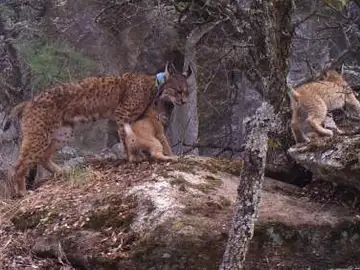 Nueva camada de lince Nueva camada de lince