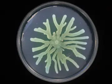 Las bacterias resistentes a antibioticos reajustan su metabolismo para mejorar su supervivencia Las bacterias resistentes a antibioticos reajustan su metabolismo para mejorar su supervivencia