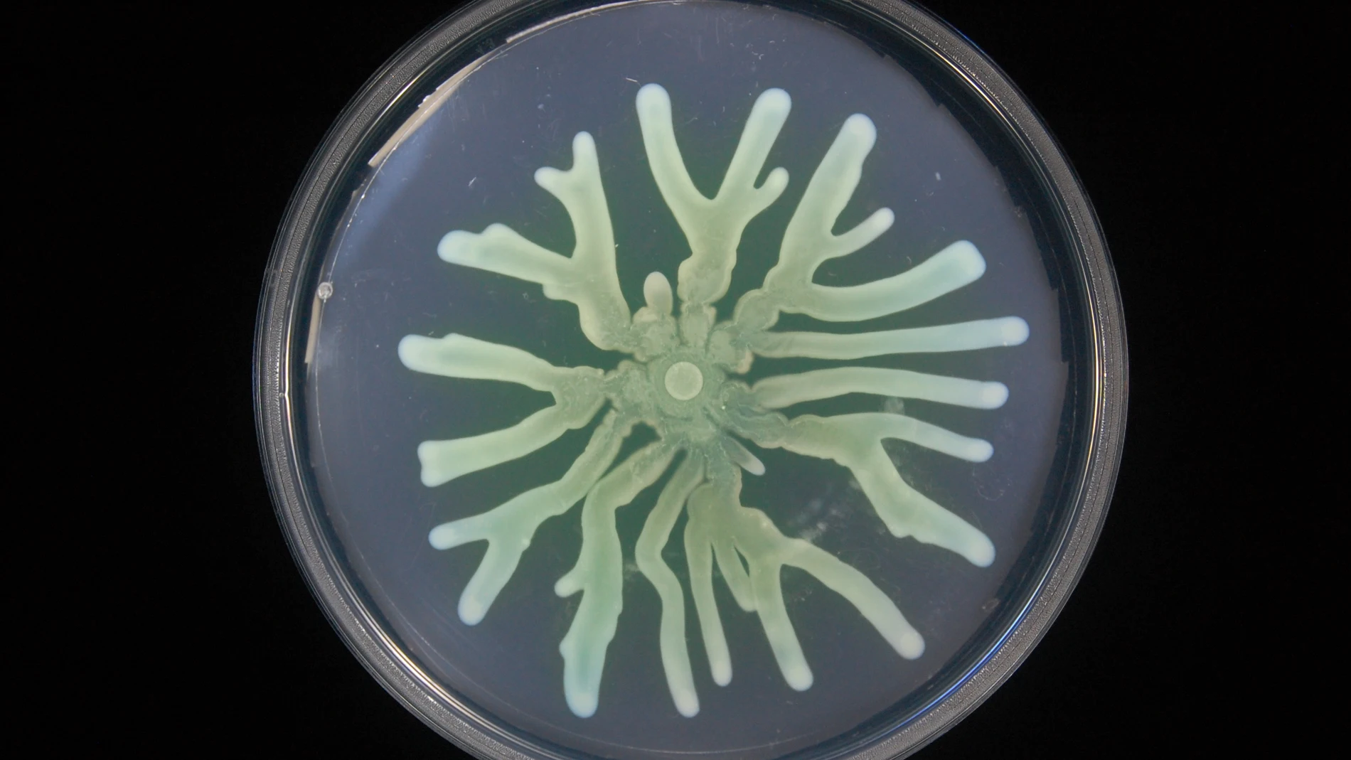 Las bacterias resistentes a antibioticos reajustan su metabolismo para mejorar su supervivencia Las bacterias resistentes a antibioticos reajustan su metabolismo para mejorar su supervivencia