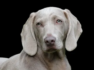 Perros Perros