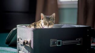 Las mascotas deben viajar con su documentaci&oacute;n