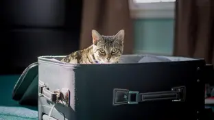 Las mascotas deben viajar con su documentación Las mascotas deben viajar con su documentación