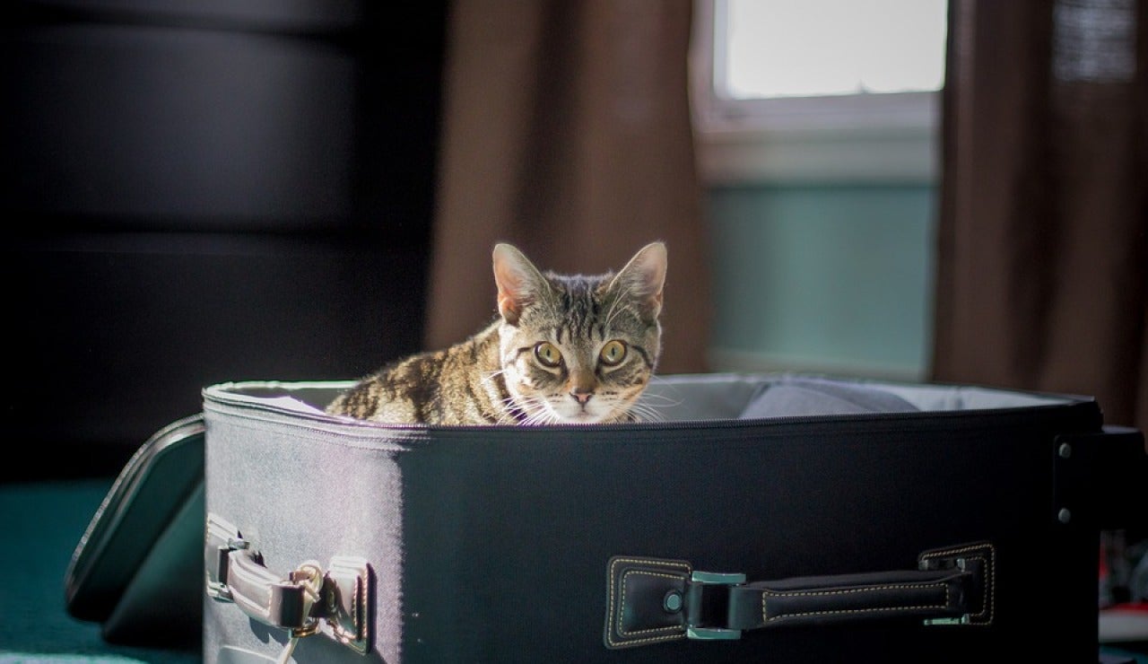 Las mascotas deben viajar con su documentaci&oacute;n