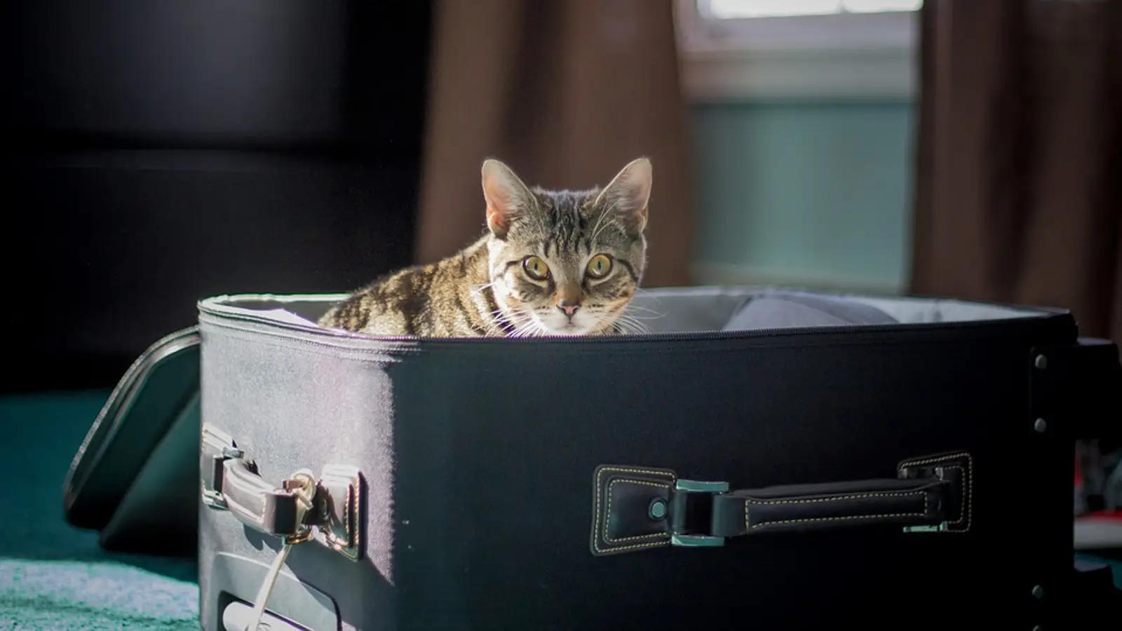 Si viajas con tu mascota a alguno de estos países, necesitas llevar microchip