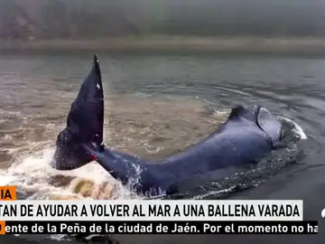 BALLENA GROENLANDIA Y RUSIA BALLENA GROENLANDIA Y RUSIA