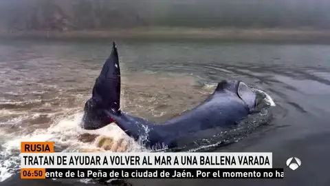 BALLENA GROENLANDIA Y RUSIA BALLENA GROENLANDIA Y RUSIA
