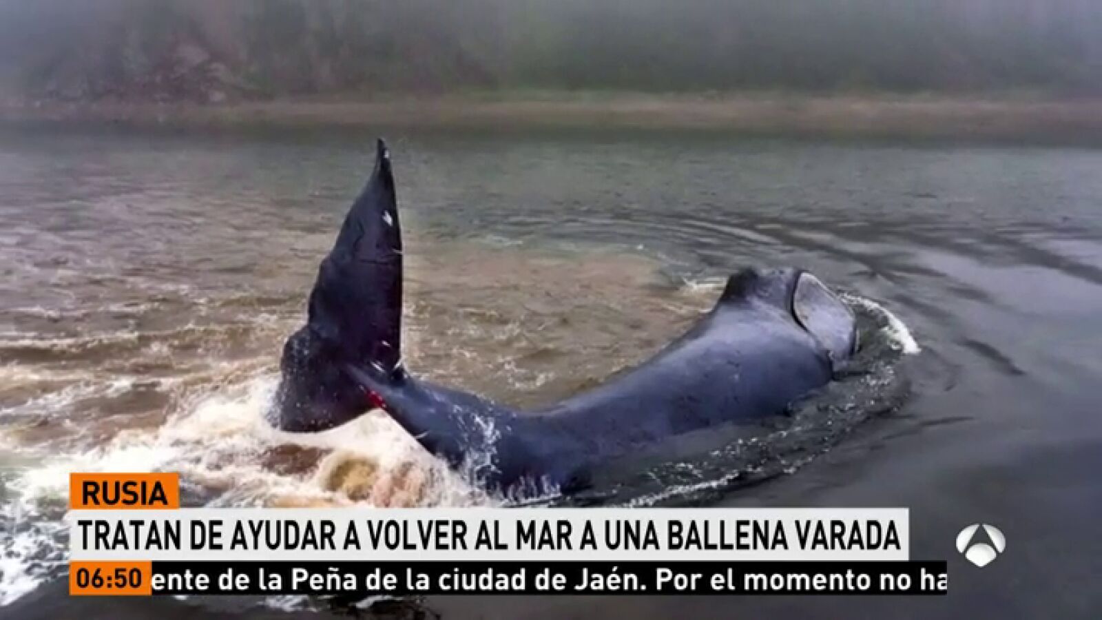 Tratan de devolver al mar a una ballena que quedó varada en la isla Gran Chantar de Rusia