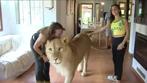Una pareja de Girona convive con un león de más de 250 kilos en su casa Una pareja de Girona convive con un león de más de 250 kilos en su casa