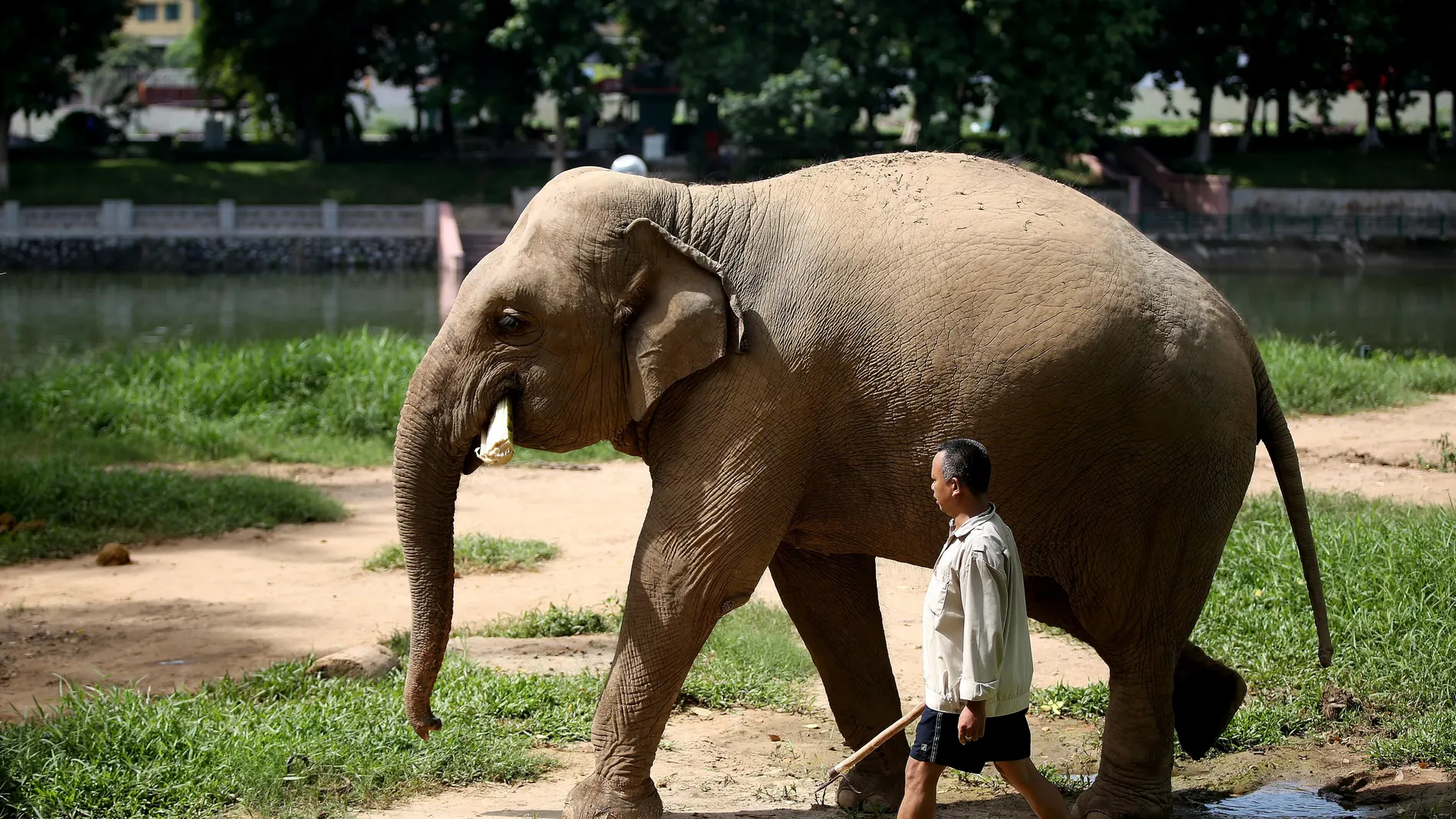 Un mahout, guía de elefantes, con una cría en el zoo de Hanói en Vietnam Un mahout, guía de elefantes, con una cría en el zoo de Hanói en Vietnam