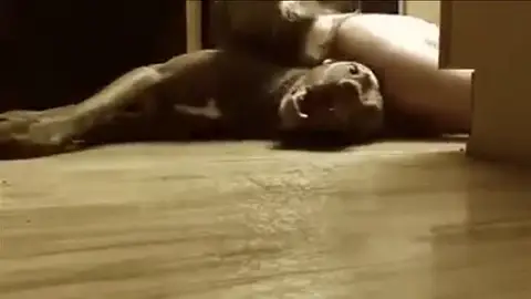 Adiestran a perros para detectar crisis de epilepsia para ayudar a los pacientes a evitar daños mayores Adiestran a perros para detectar crisis de epilepsia para ayudar a los pacientes a evitar daños mayores