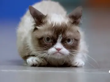 animalesmediaticos animalesmediaticos