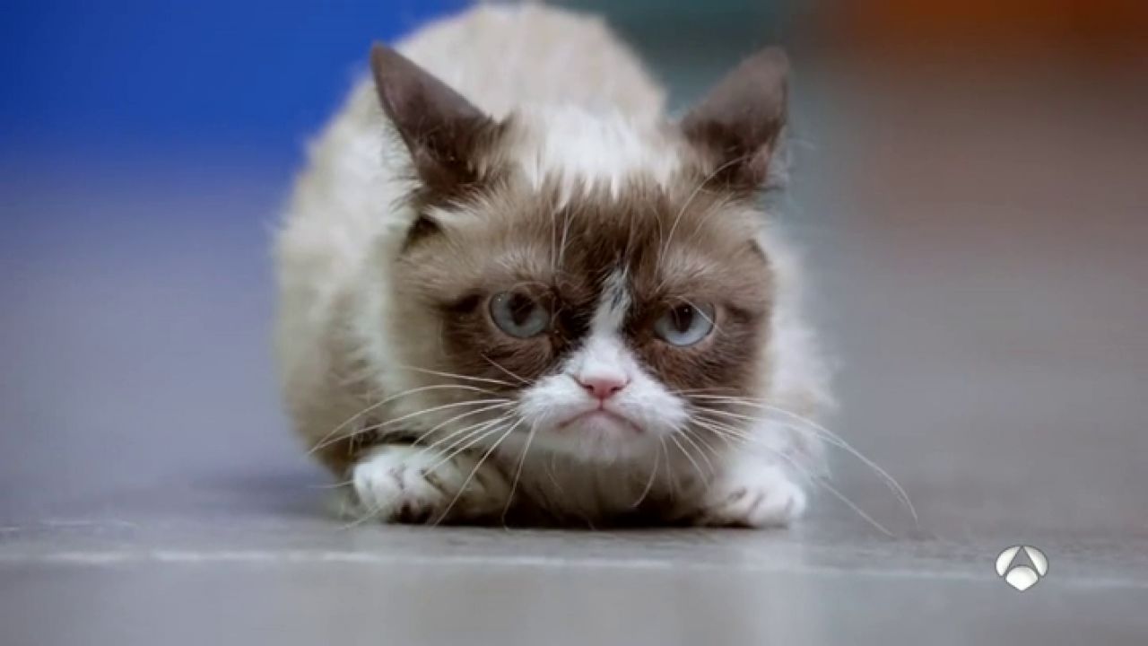 'Grumpy cat' y 'Boo', dos mascotas convertidas en 'influencer' que han ...