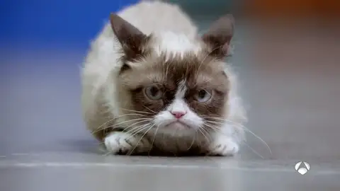 animalesmediaticos animalesmediaticos