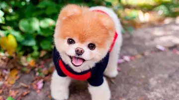 'Boo', el perro más famoso de la red 'Boo', el perro más famoso de la red