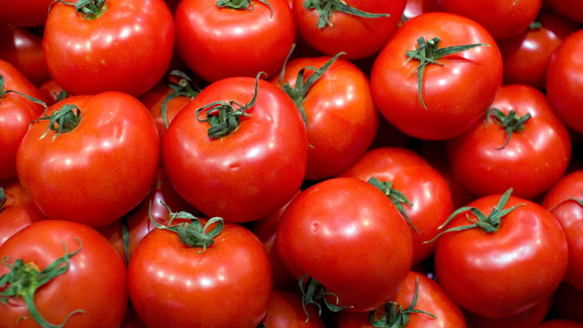 Tomates, imagen de archivo Tomates, imagen de archivo