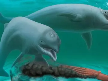 Reconstrucción del delfín encontrado en Carolina del Sur Reconstrucción del delfín encontrado en Carolina del Sur