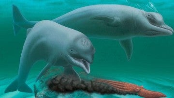 Reconstrucción del delfín encontrado en Carolina del Sur